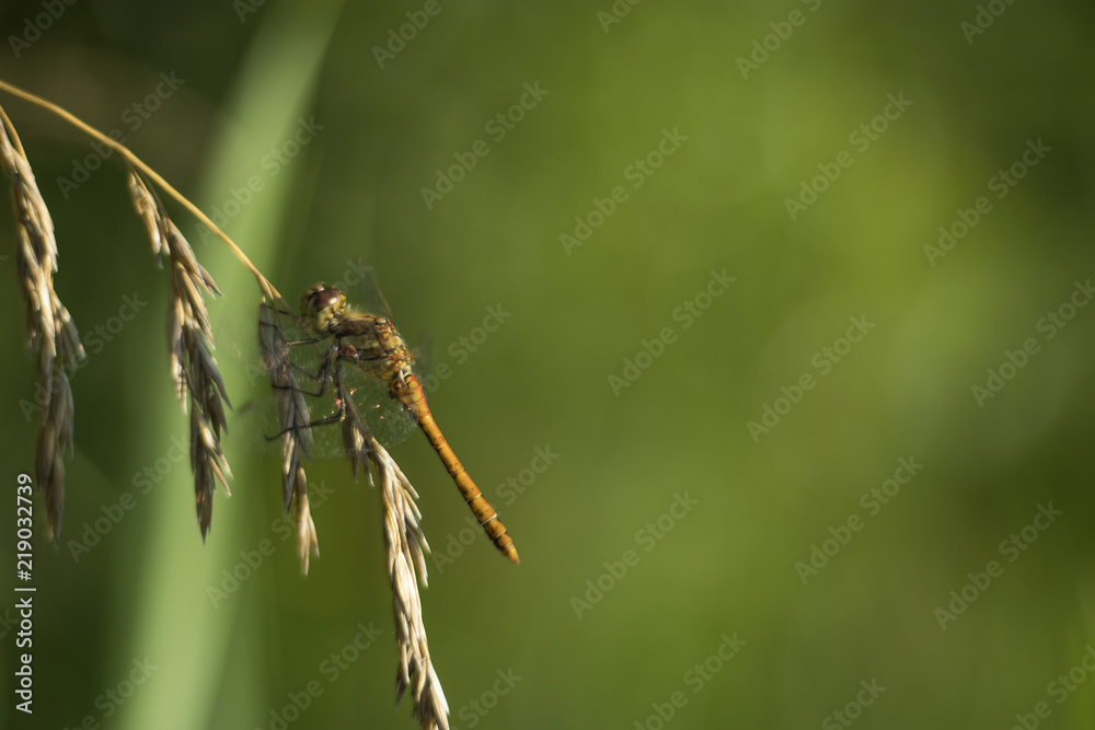 the Dragonfly on a leaf of oak. Green background. Empty place for an inscription the Dragonfly on a leaf of oak. Green background. Empty place for an inscription