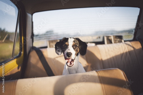 Dog yawning in the backseat of a vintage car