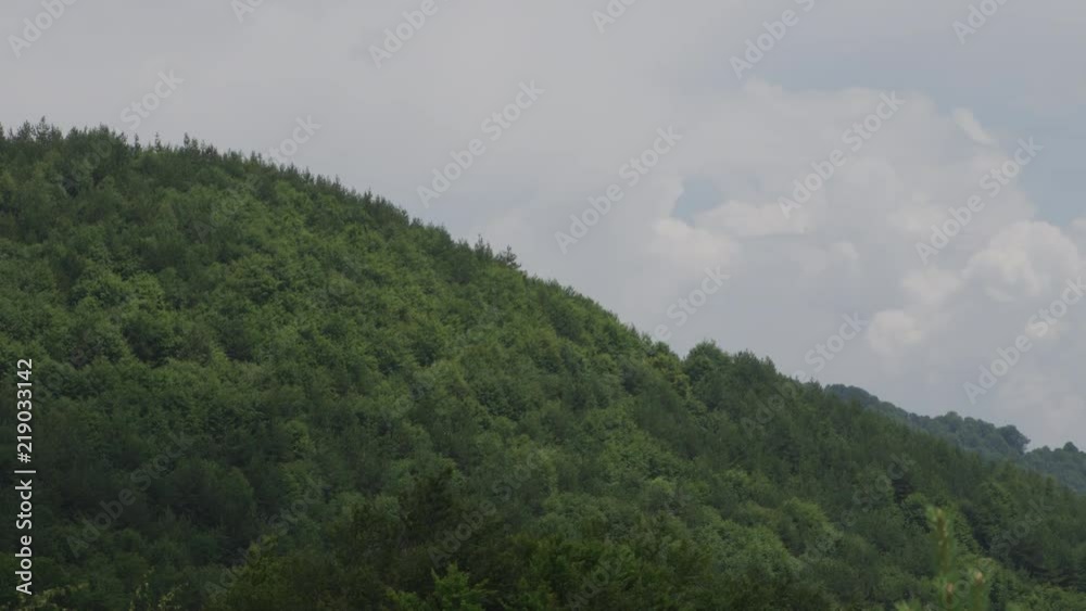 Pan over a green mountain pine forrest with a ski track in the summer Pan over a green mountain pine forrest with a ski track in the summer