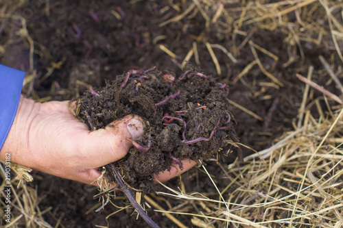 The Worms and Humus in Man's Hand - The Flock of Dendrobena Worms above Compost with Manure and Fertilizer.