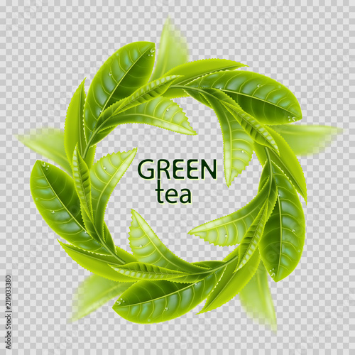 Green tea. Sprigs of tea in the form of a round frame isolated on transparent background. Realistic vector illustration.