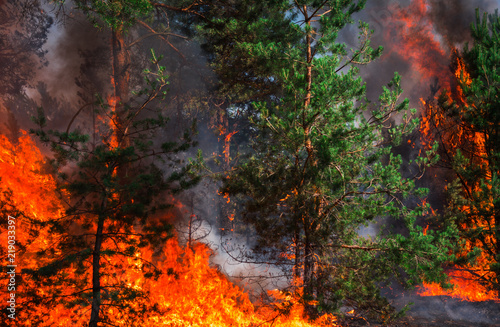  wildfire  burning pine forest .