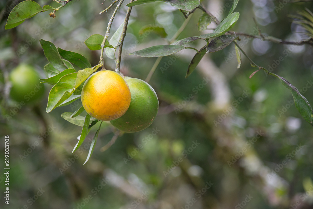 green and ripe orange hanging from the tree