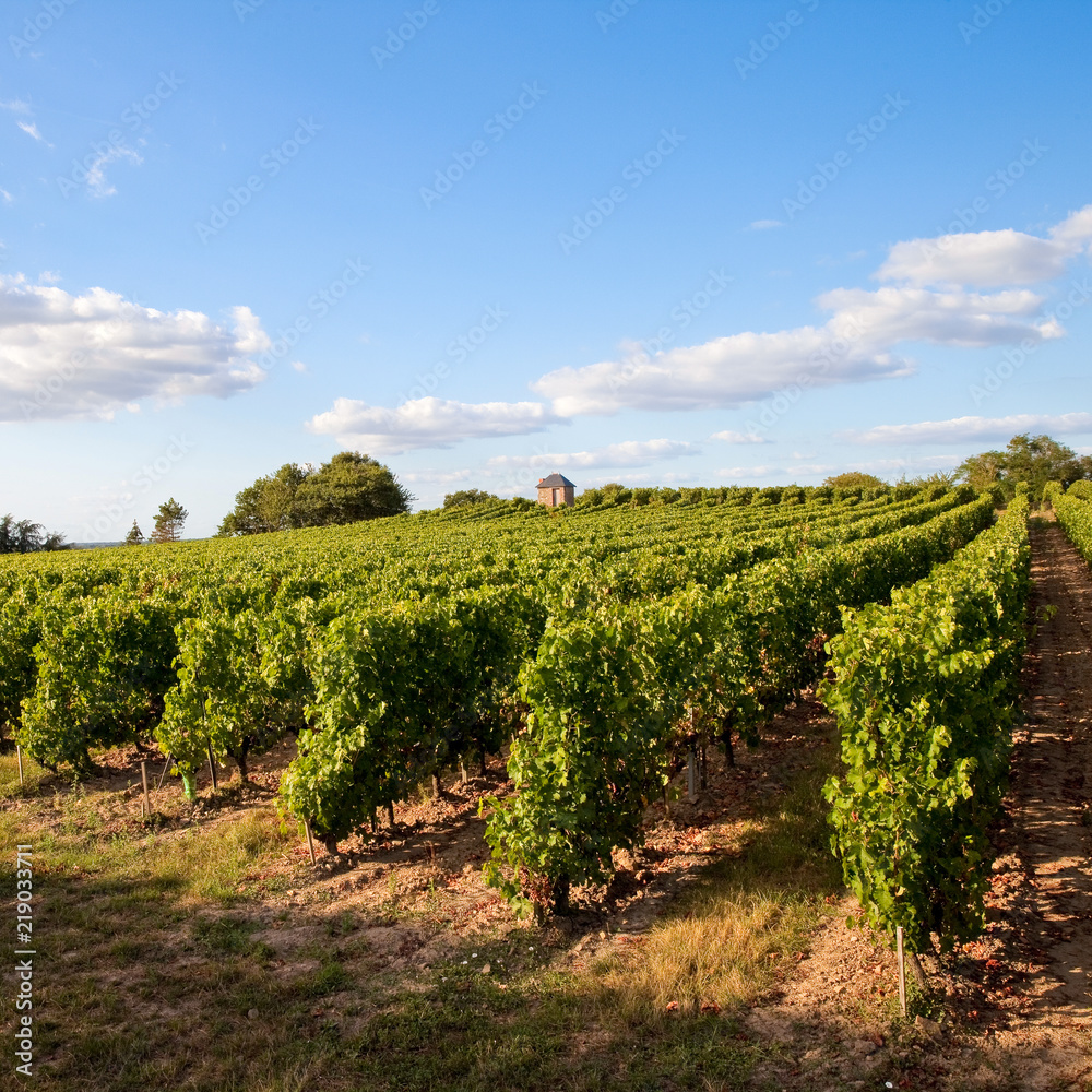 France > Anjou > Vignoble > Vin