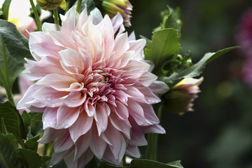 Keuken achterwand Dahlia Lichtroze dahlia in zomerbloei  © prentiss40