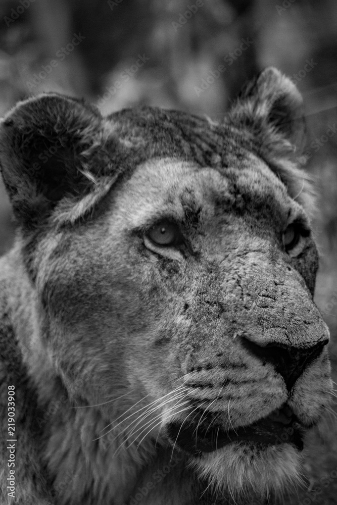 Naklejka premium lion