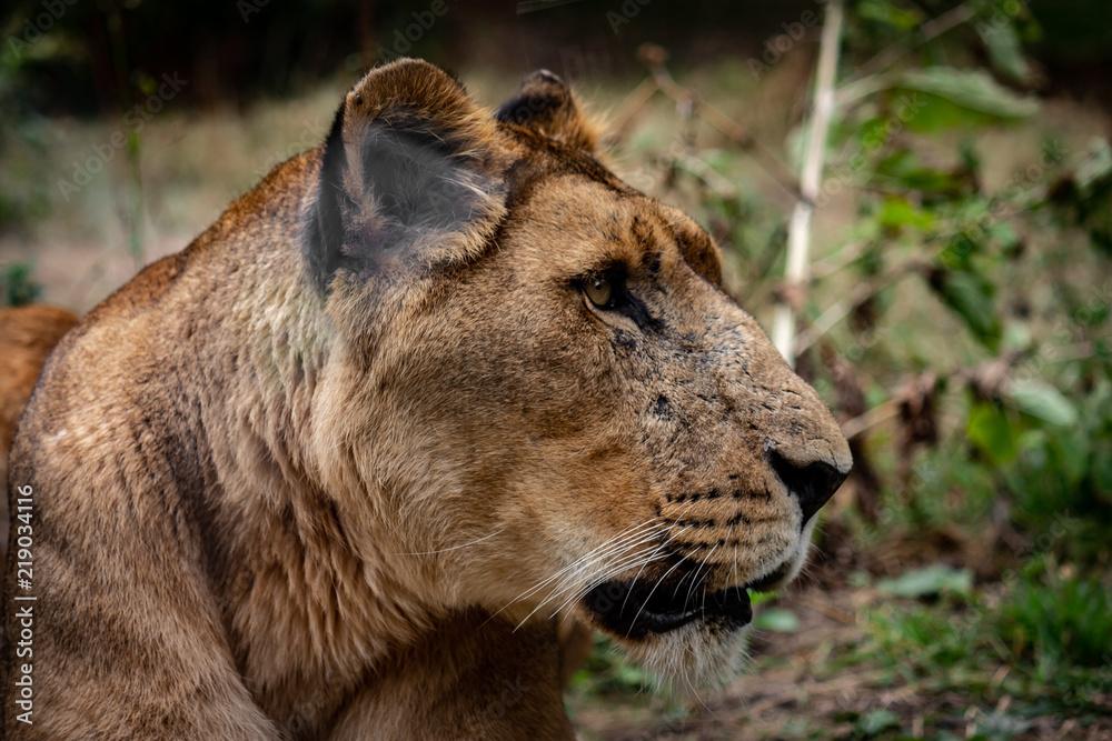 Naklejka premium lion