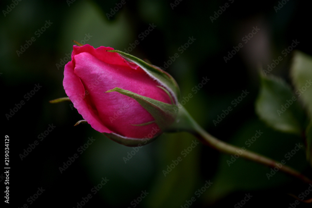 Beautiful flower isolated on dark background Beautiful flower isolated on dark background