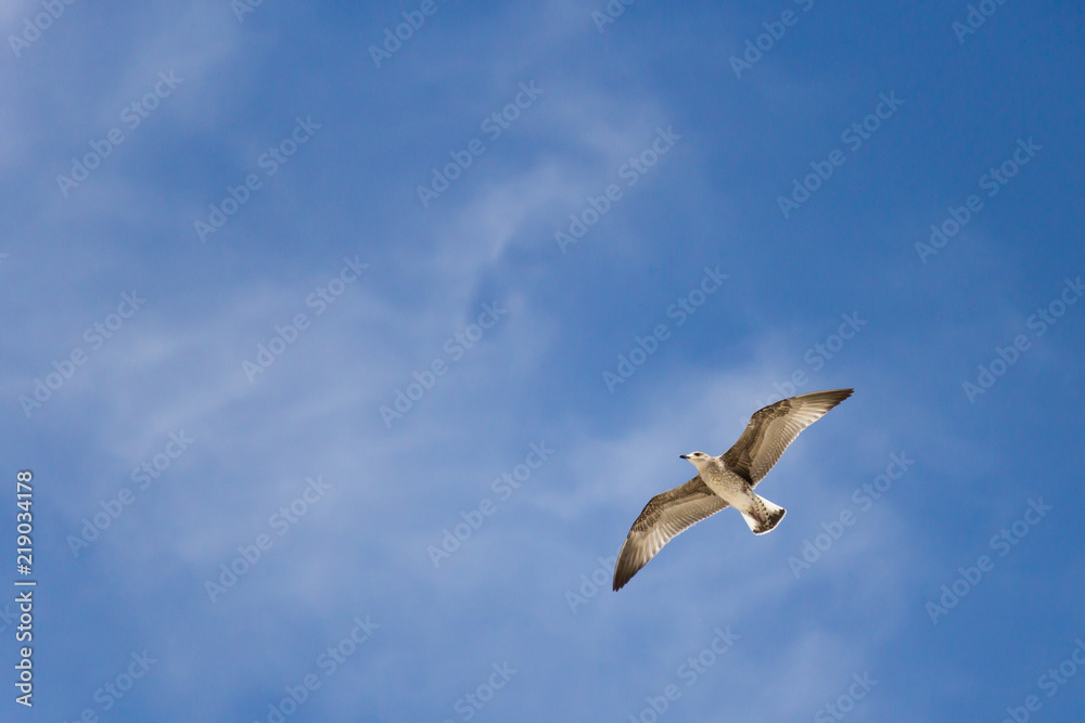 Flying seagull with wings spread and cloudy blue sky in the background Flying seagull with wings spread and cloudy blue sky in the background