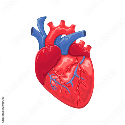 Heart
