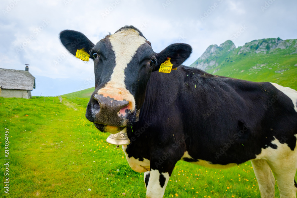Funny portrait of a cow muzzle close-up on an alpine meadow in Switzerland