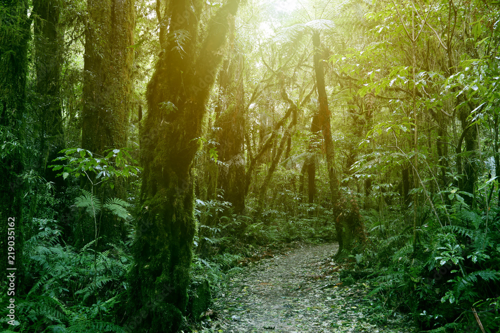 Obraz premium Szlak leśny