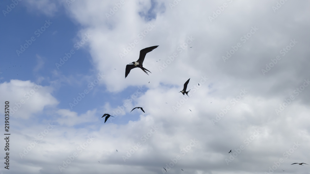 Rain clouds, illuminated, and with Fregata magnificens seagulls in elegant flight, seen from Itaipu fishermen's beach, Niteroi, Rio de Janeiro.