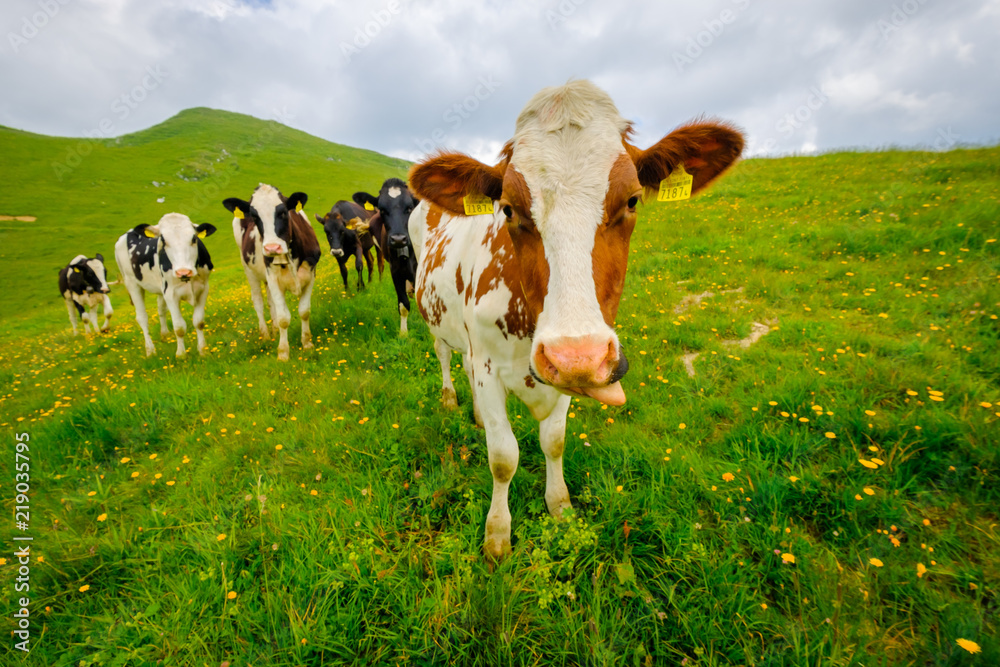 Small herd of cows graze in the Alpine meadow in Switzerland Small herd of cows graze in the Alpine meadow in Switzerland