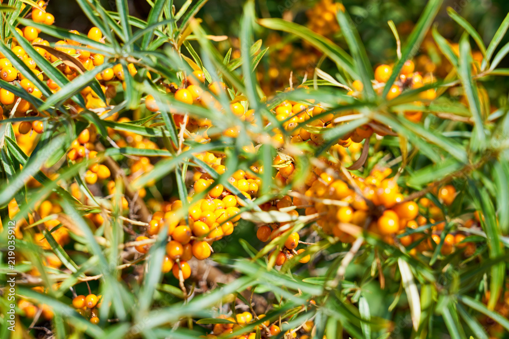 Sea buckthorn bush with Yellow berries ( Hippophae rhamnoides, Sandthorn, Sallowthorn or Seaberry ). Sea buckthorn bush with Yellow berries ( Hippophae rhamnoides, Sandthorn, Sallowthorn or Seaberry ).
