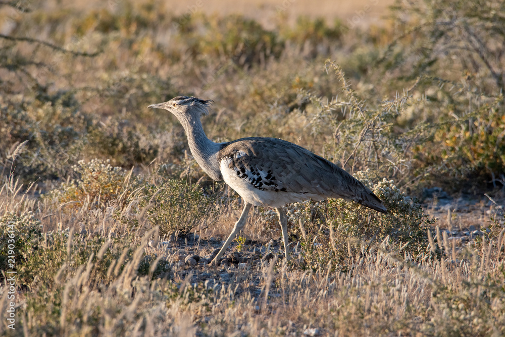 Kori Bustard bird walking though grassland in early mornig light looking for food, Etosha National Park, Namibia