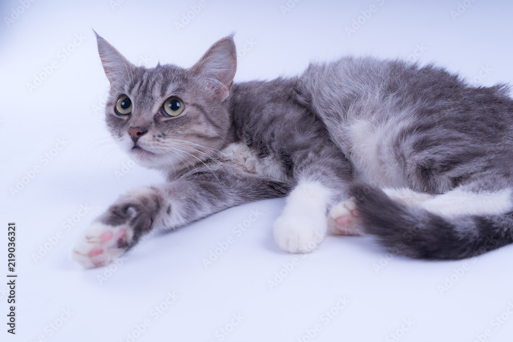 Plakat Portrait of a striped cat isolated on white background. Cat without breed. A simple kitten on a white background