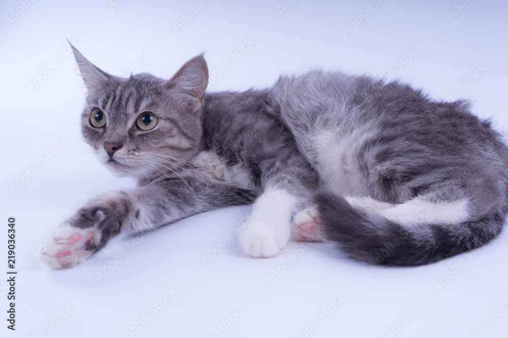 Plakat Portrait of a striped cat isolated on white background. Cat without breed. A simple kitten on a white background