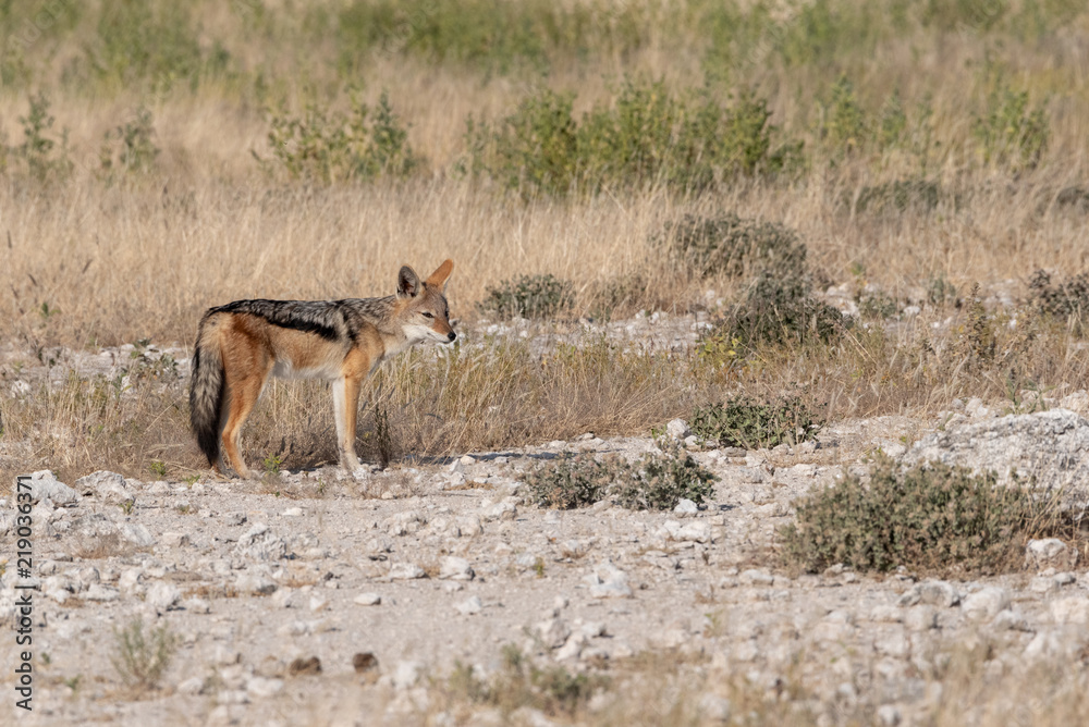 Black backed jackal in white desert rocks and yellow grassland lookign to one side, Etosha National Park, Namibia Black backed jackal in white desert rocks and yellow grassland lookign to one side, Etosha National Park, Namibia