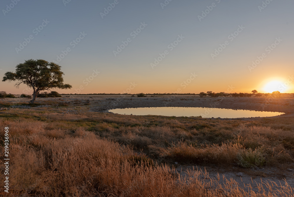 Splendid beautiful colorful sunset at waterhole with a acacia tree as silhouette, pure reflections of sky in the waterhole, Etosha National Park, Namibia