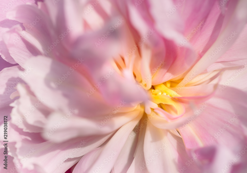 Macro pink flower