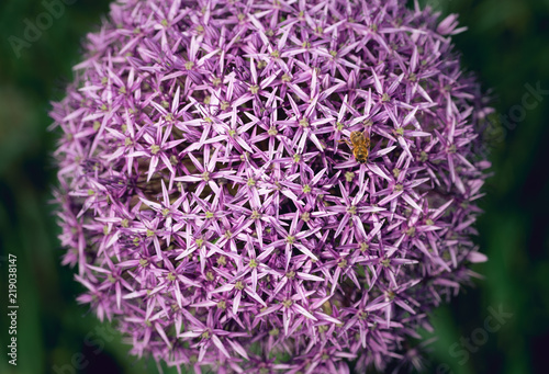 Bee pollinates allium flowers