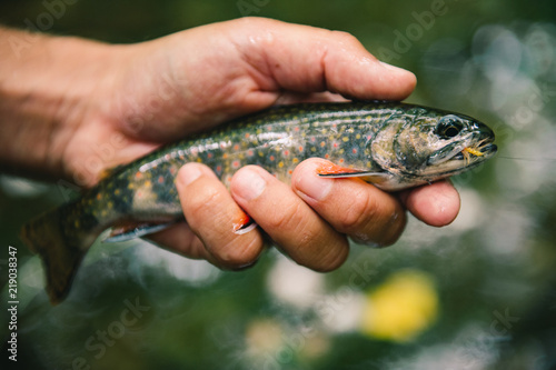 A hand holds a mountain brook trout above the water