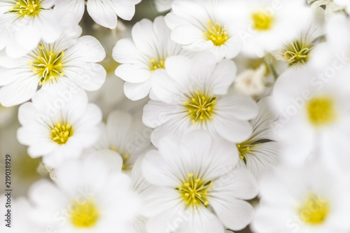 White flowers