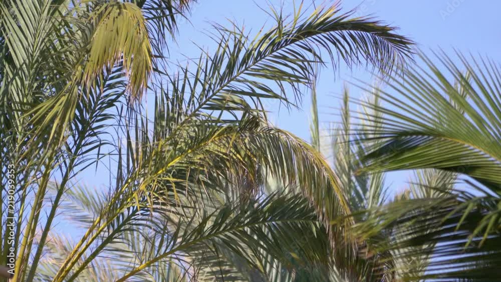Beautiful palm trees in 4K slow motion 60fps Beautiful palm trees in 4K slow motion 60fps