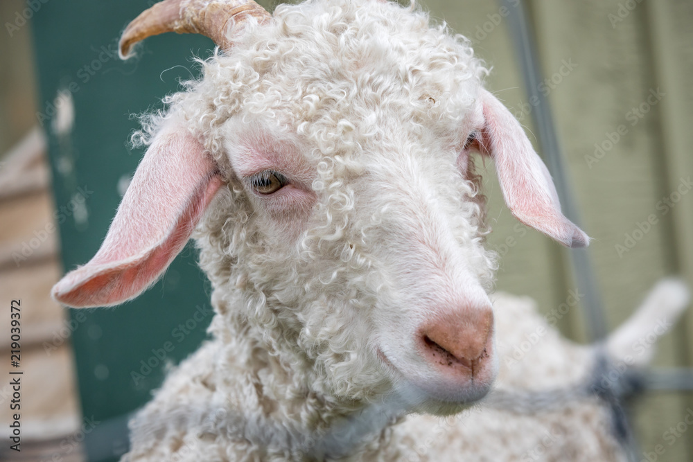 Funny white goat. Funny white goat.