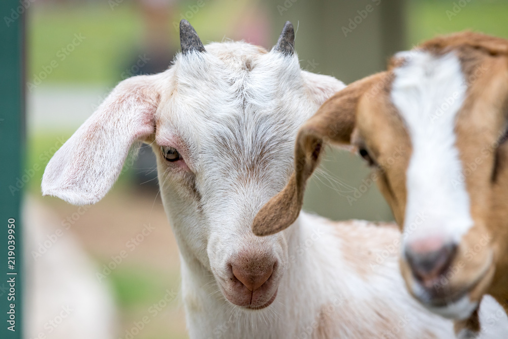 Cute and funny baby goat. Cute and funny baby goat.