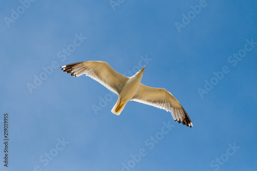 Flying seagull with wings spread and blue sky in the background, bottom up view