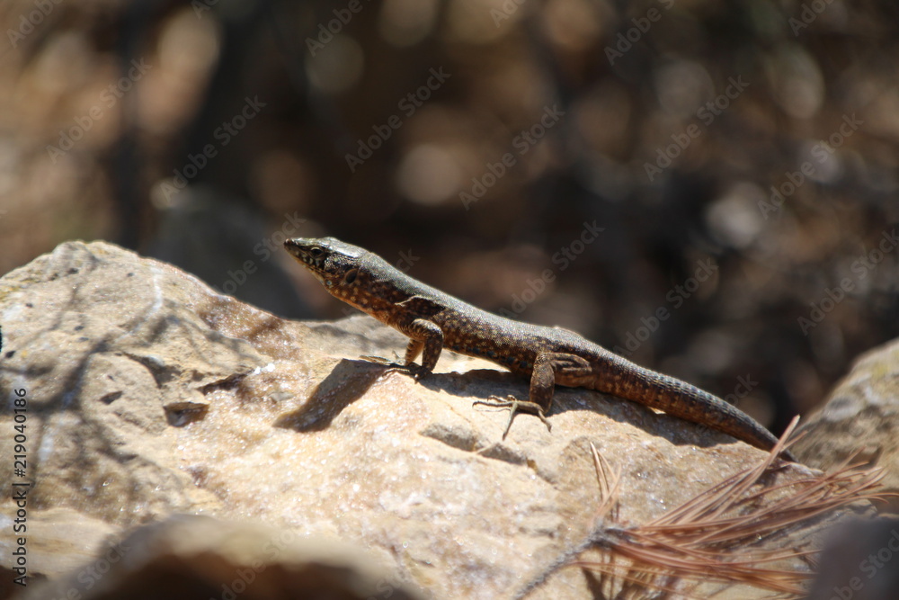 Sa Dragonera - Insel der Schmuggler und Drachen, Dragonera-Eidechse (Podarcis lilfordi ssp. giglioli) Sa Dragonera - Insel der Schmuggler und Drachen, Dragonera-Eidechse (Podarcis lilfordi ssp. giglioli)