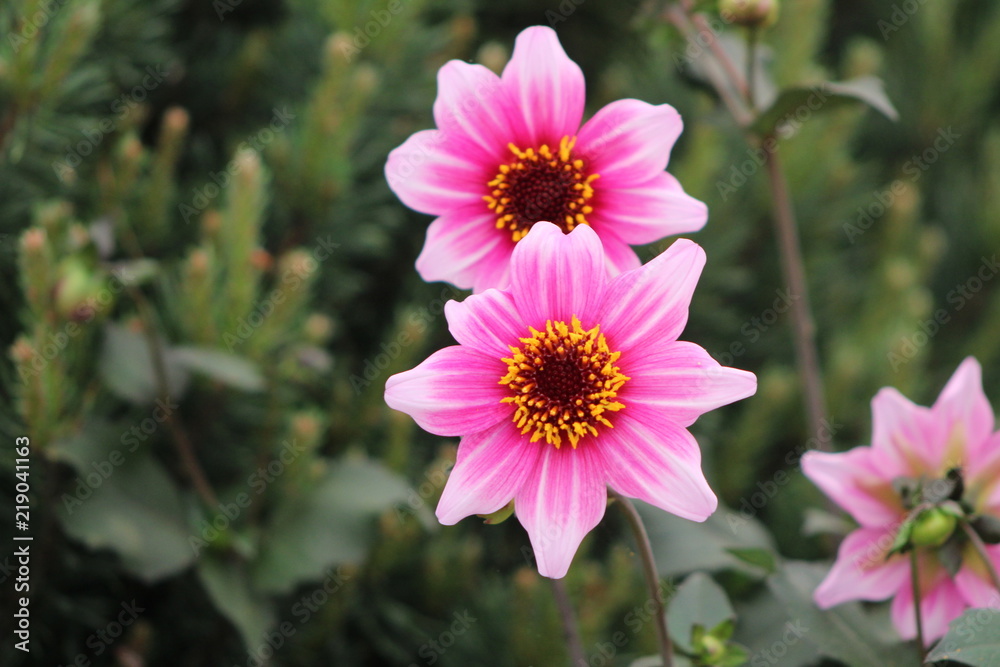 Flower Flower