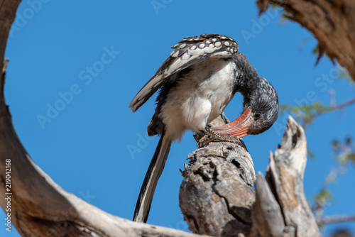 Portrait of Monteiros red billed hornbill on branch of tree with blue sky background cleaning its beak on branch, Namibia photo