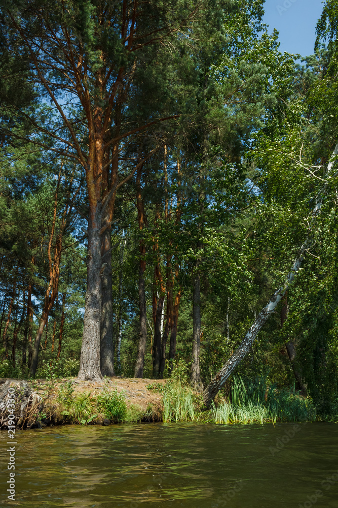 Obraz premium Forest lake on a sunny day. View from the water to the shore with trees. Inclined birch over water