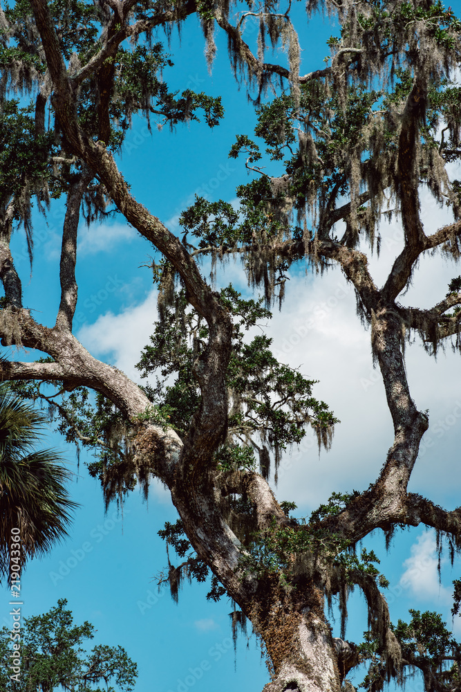 Live Oak with Spanish Moss tree in Bonaventure Cemetery Savannah Georgia Live Oak with Spanish Moss tree in Bonaventure Cemetery Savannah Georgia