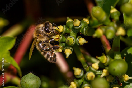 Honey bee on a green Parthenocissus flower