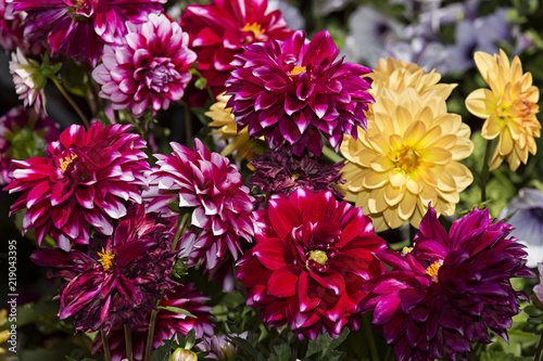 Fototapeta Naklejka Na Ścianę i Meble -  Dalias de colores variados.