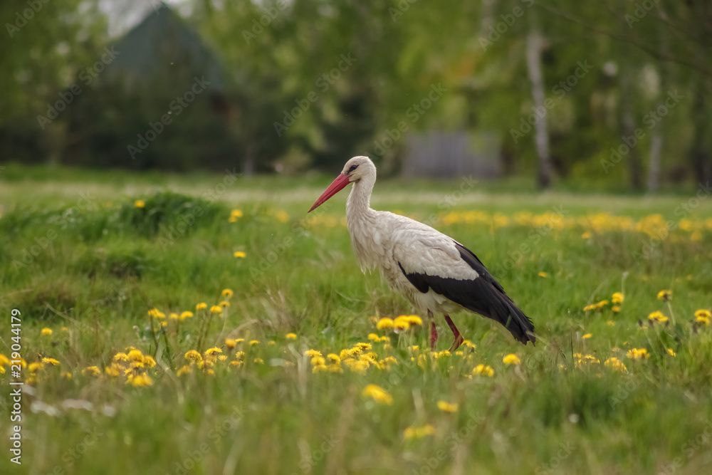 White stork (Ciconia ciconia) hunts among the grass in the meadow. Ukraine White stork (Ciconia ciconia) hunts among the grass in the meadow. Ukraine