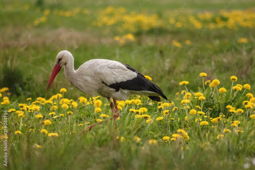 Fototapeta premium White stork (Ciconia ciconia) hunts among the grass in the meadow. Ukraine