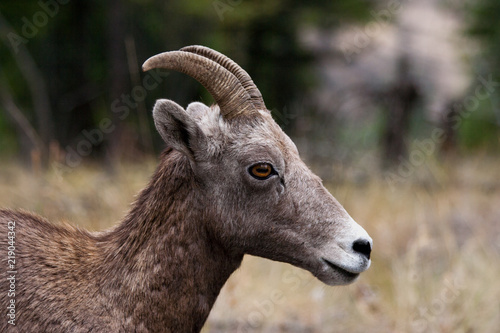 A mountain sheep with small horns, looking you right in the eye.