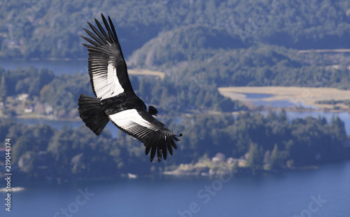 Andean Condor, a large bird that lives along the Andes mountain range.