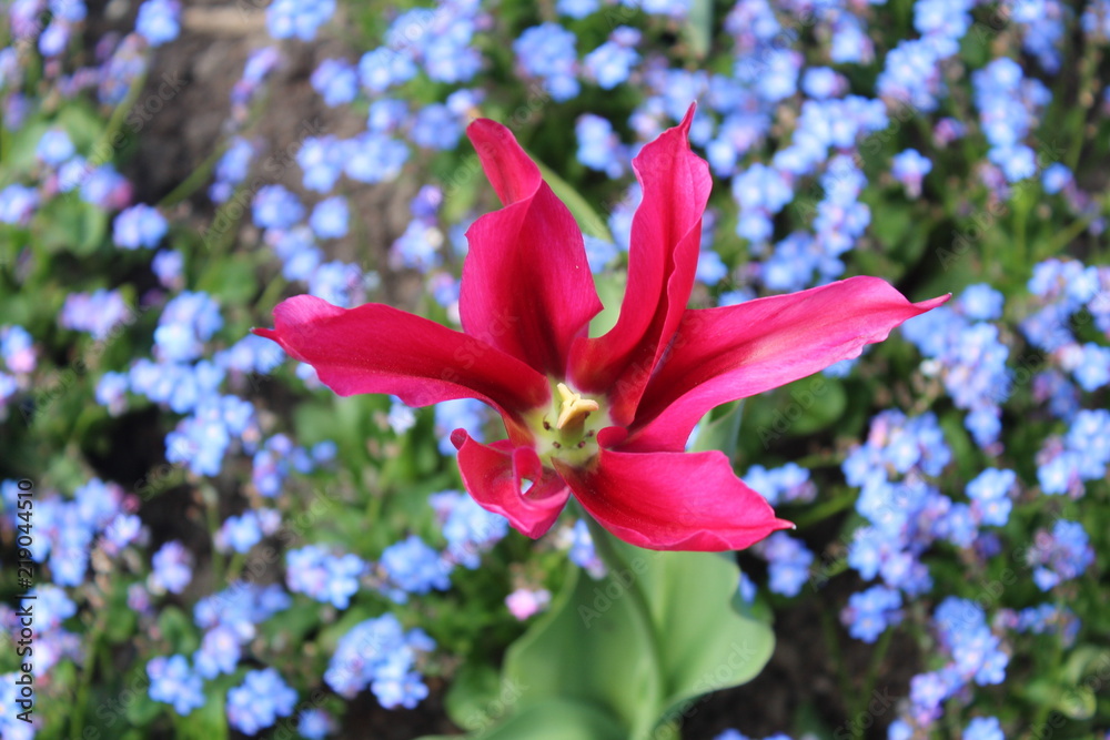 Flower Flower