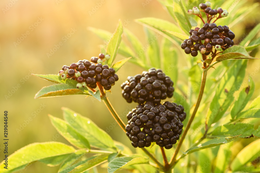 Clusters fruit black elderberry in garden in sun light (Sambucus nigra). elder, black elder, European black elderberry background Clusters fruit black elderberry in garden in sun light (Sambucus nigra). elder, black elder, European black elderberry background