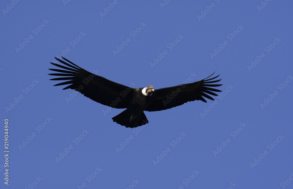Naklejka premium Andean Condor, a large bird that lives along the Andes mountain range.
