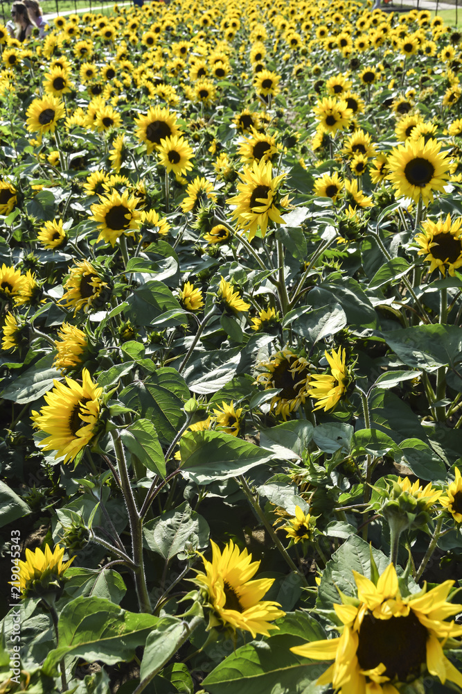 field of yellow blossoming bright sunflowers in summer colored flowers field of yellow blossoming bright sunflowers in summer colored flowers