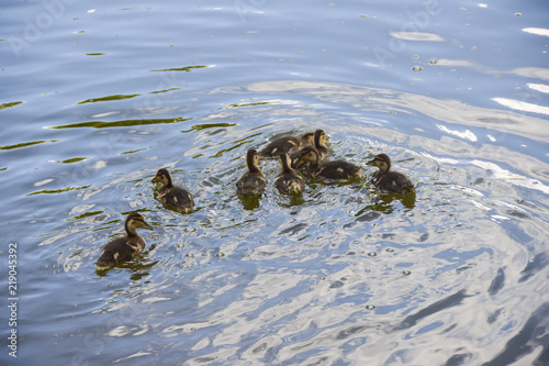 black-brown duck mother with small ducklings in blue pond water