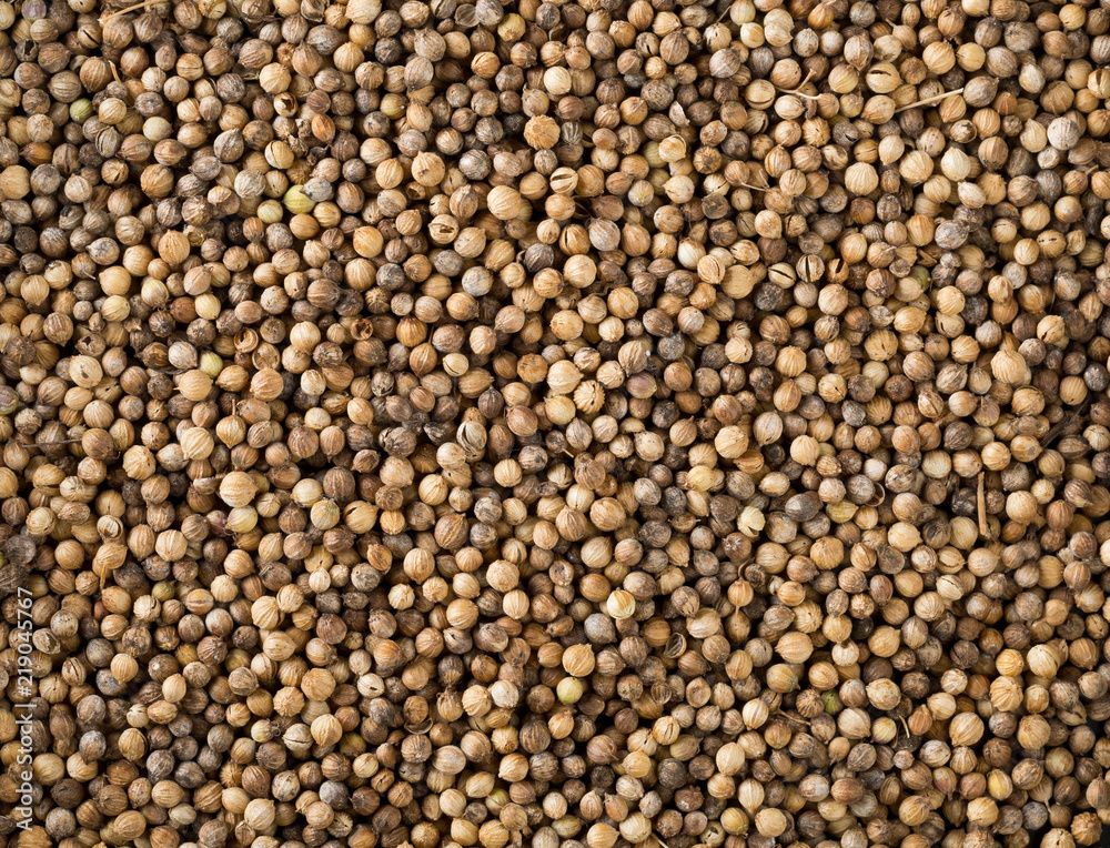 Background of raw, unprocessed organic coriander or cilantro seeds Background of raw, unprocessed organic coriander or cilantro seeds