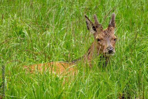 Young deer lies in grass